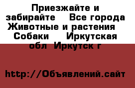 Приезжайте и забирайте. - Все города Животные и растения » Собаки   . Иркутская обл.,Иркутск г.